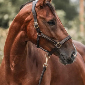 HorseDays™ – Der Weihnachtscountdown für echte Pferdefreunde