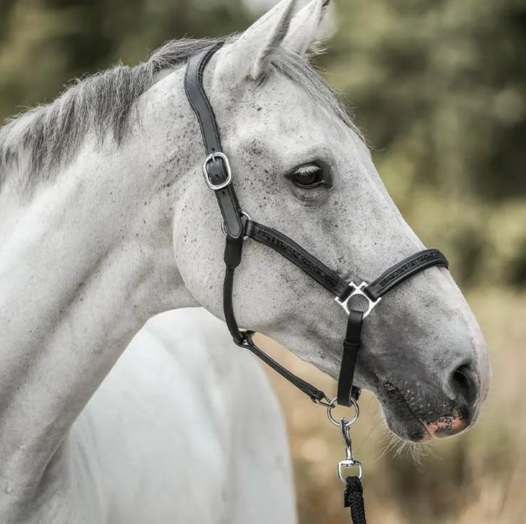 HorseDays™ – Der Adventskalender für echte Pferdefreunde
